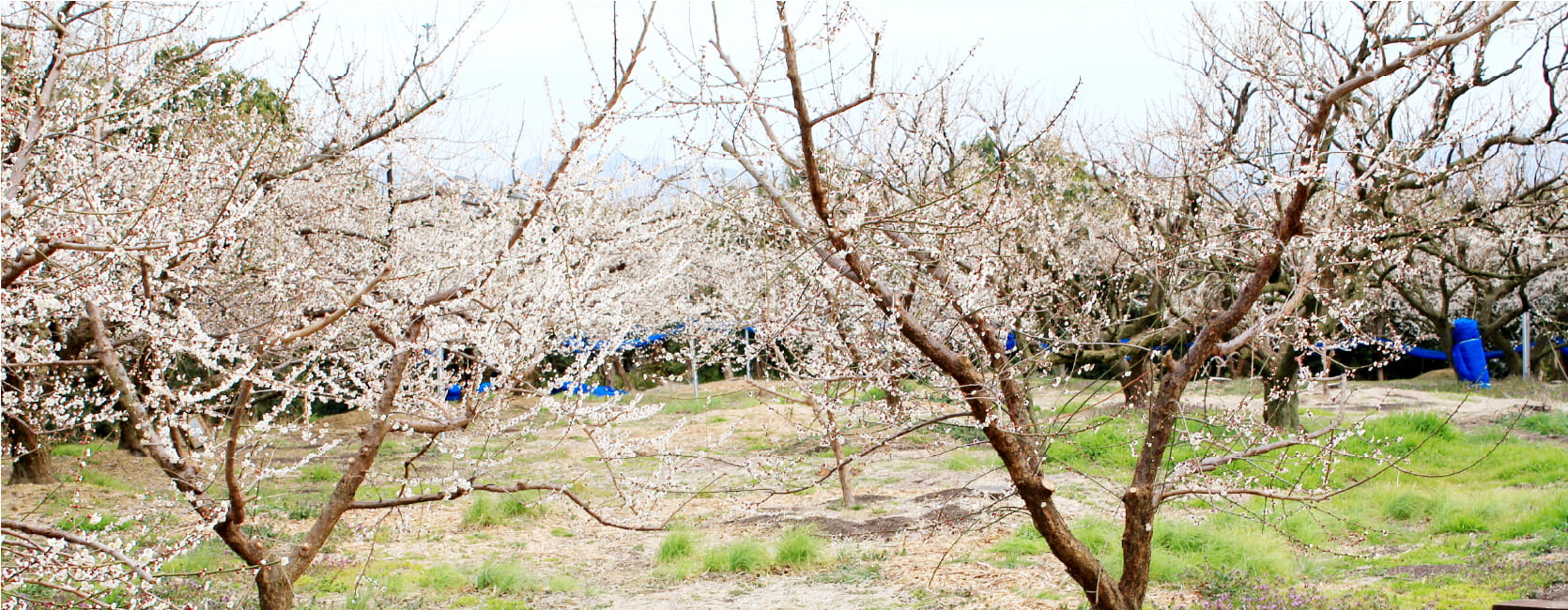 松晃梅についてイメージ